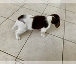 Small Photo #3 English Springer Spaniel Puppy For Sale in FREEHOLD, NJ, USA