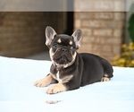 Small Photo #13 French Bulldog Puppy For Sale in DECATUR, GA, USA
