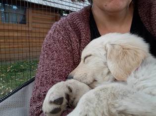 Golden Labrador-Golden Shepherd Mix Puppy for sale in TORRANCE, CA, USA