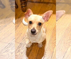 Chihuahua-Unknown Mix Dogs for adoption in New London, WI, USA