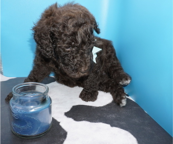 Medium Photo #13 Poodle (Standard) Puppy For Sale in TRAVELERS REST, SC, USA
