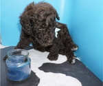 Small Photo #13 Poodle (Standard) Puppy For Sale in TRAVELERS REST, SC, USA