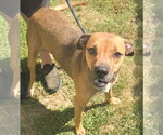 Small #1 Boxer Mix