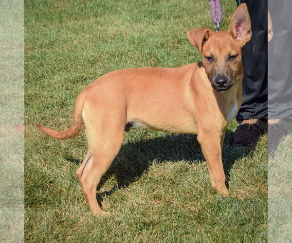 Medium Photo #2 Boxer-Holland Shepherd Mix Puppy For Sale in Huntley, IL, USA