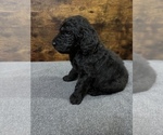 Small Photo #3 Poodle (Standard) Puppy For Sale in MUSKOGEE, OK, USA