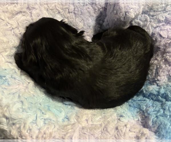 Medium Photo #2 Shih Tzu Puppy For Sale in BLUFFTON, SC, USA