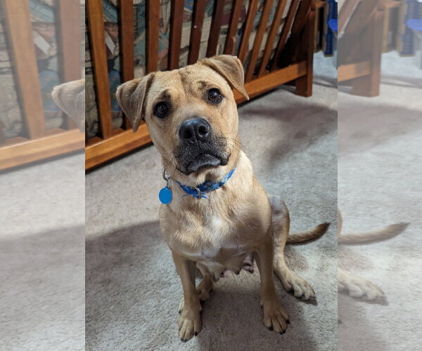 Medium Photo #5 Mutt Puppy For Sale in Cary, NC, USA