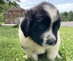 Puppy Little Bess Newfoundland