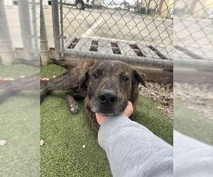 Labrador Retriever-Unknown Mix Dogs for adoption in Pasadena, TX, USA