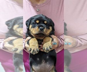 Rottweiler Puppy for Sale in ELDERSBURG, Maryland USA