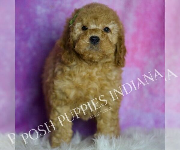 Medium Photo #6 Goldendoodle (Miniature) Puppy For Sale in WARSAW, IN, USA