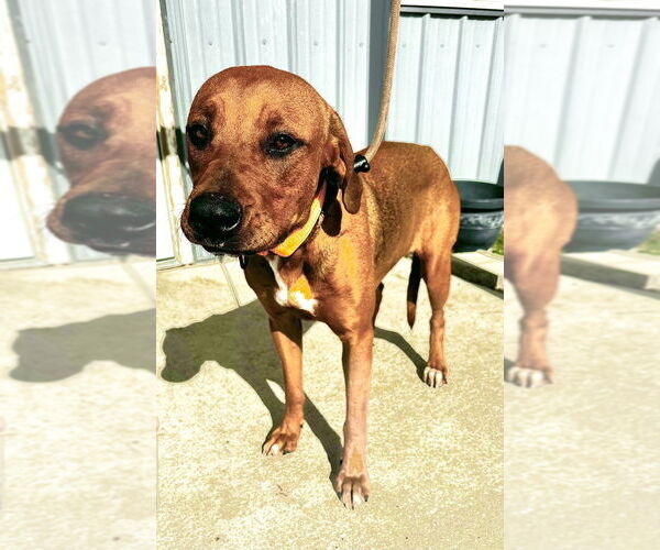 Medium Photo #1 Mutt Puppy For Sale in Evansville, IN, USA