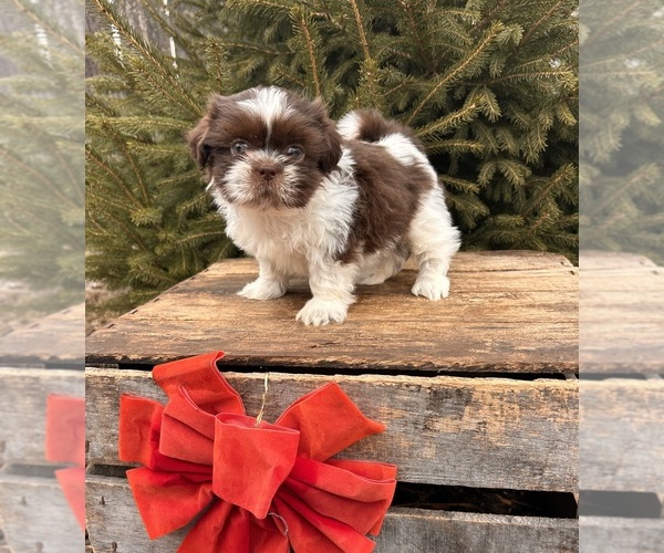 Medium Photo #2 Shih Tzu Puppy For Sale in MIDDLEBURY, IN, USA
