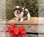 Small #1 Shih Tzu