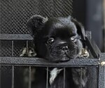 Puppy George French Bulldog