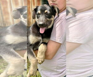 German Shepherd Dog-Unknown Mix Dogs for adoption in Minneapolis, MN, USA