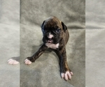Puppy ROSIE Boxer