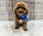 Small Goldendoodle (Miniature)