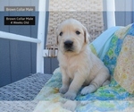 Puppy Brown Collar Golden Retriever