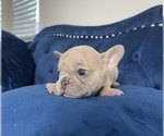 Small Photo #48 French Bulldog Puppy For Sale in PARADISE VALLEY, AZ, USA