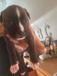 American Pit Bull Terrier Puppy for sale in MINNEAPOLIS, MN, USA