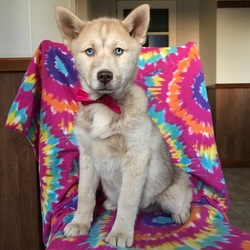 Pomsky Puppy for sale in QUARRYVILLE, PA, USA