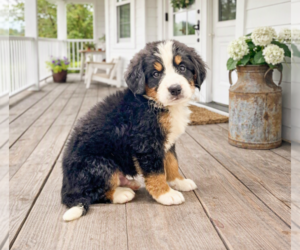 Bernese Mountain Dog Puppy for sale in DUNDEE, OH, USA