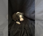 Puppy Puppy 4 Boxer