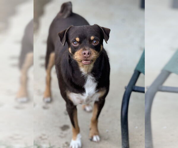 Medium Photo #5 Puggle Puppy For Sale in Banning, CA, USA