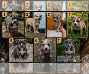 American Bully Puppy for sale in EVANSVILLE, IN, USA