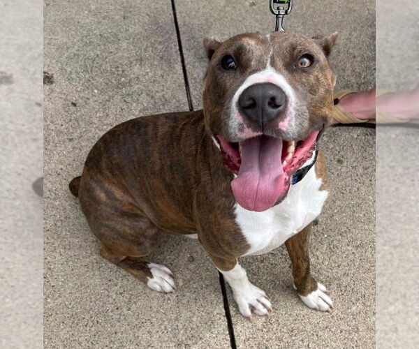 Medium Photo #43 American Pit Bull Terrier-Unknown Mix Puppy For Sale in Germantown, OH, USA