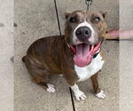 Small #42 American Pit Bull Terrier Mix