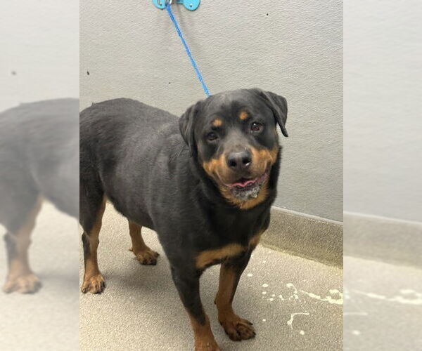 Medium Photo #1 Rottweiler-Unknown Mix Puppy For Sale in Las Vegas, NV, USA