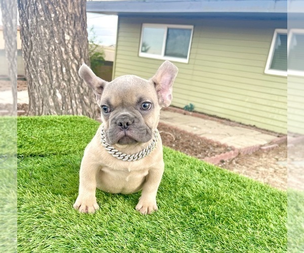 Medium Photo #3 French Bulldog Puppy For Sale in WEST HOLLYWOOD, CA, USA
