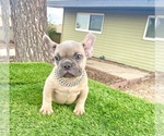 Small #2 French Bulldog