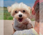 Small #3 Maltese