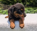 Puppy 2 Rottweiler
