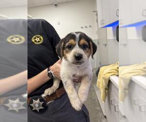 Great Pyrenees-Unknown Mix Dogs for adoption in Rosenberg, TX, USA