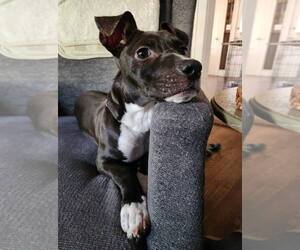 Mutt Dogs for adoption in Woodbury, NY, USA