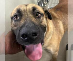 Mastiff Dogs for adoption in Bakersfield, CA, USA