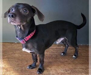 Chihuahua Dogs for adoption in St. Louis Park, MN, USA