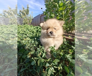 Pomeranian Puppy for sale in ROSEVILLE, CA, USA