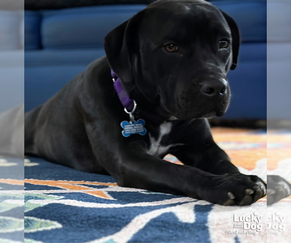 Medium Photo #29 Labrador Retriever Puppy For Sale in Washington, DC, USA
