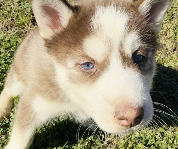 Medium Photo #4 Siberian Husky Puppy For Sale in HIRAM, GA, USA
