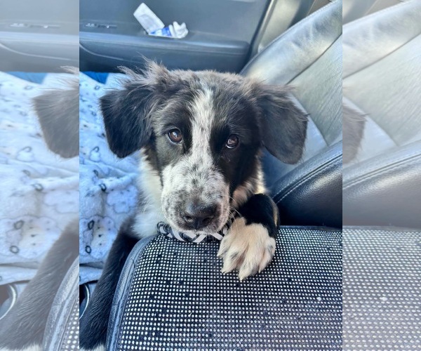 Medium Photo #3 Borador Puppy For Sale in Omaha, NE, USA