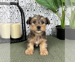 Yorkshire Terrier Puppy for sale in FRANKLIN, IN, USA