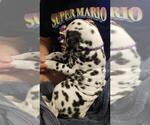 Small Photo #3 Dalmatian Puppy For Sale in JAMESTOWN, NY, USA