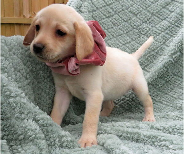 Medium Photo #4 Labrador Retriever Puppy For Sale in Grovertown, IN, USA