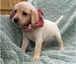 Small #3 Labrador Retriever