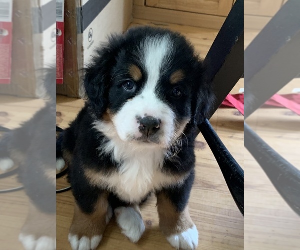 Medium Photo #10 Bernese Mountain Dog Puppy For Sale in RICHFIELD SPRINGS, NY, USA